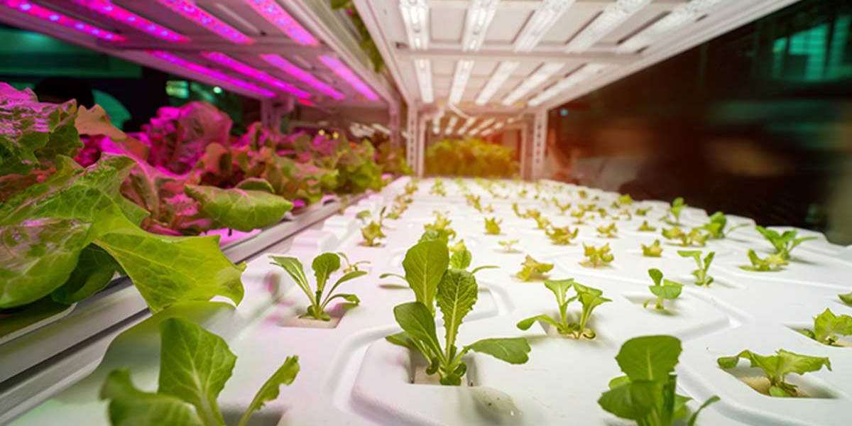 Horticulture Lighting Market Demand, Growth, Trend, Business Opportunities, Manufacturers and Research Methodology by 20